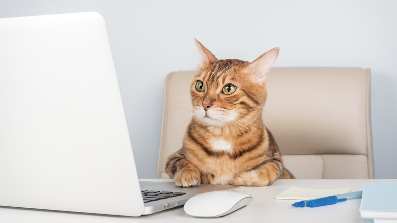 A cat sitting in front of a computer as if reading it
