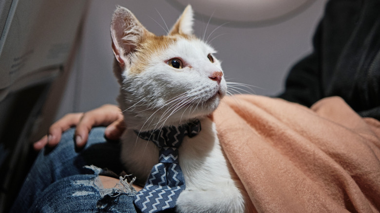 Kitty sitting on someone's lap