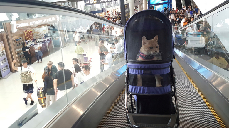 A cat wearing a harness riding in a cat carrier