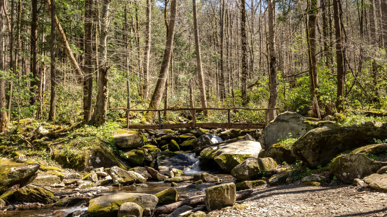 Tree trunk Bridge in Cosby area of Great Smoky Mountain National Park