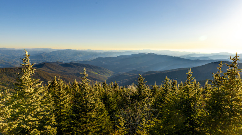 View of trees and hills from Clingmans Dome across the Great Smoky Mountains