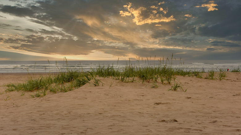 Gearhart Beach with some sand and grass growing