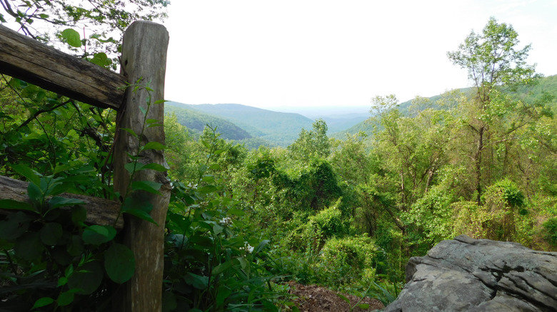 View of trees and path in Springer Mountain, Chattahoochee National Forest, Georgia
