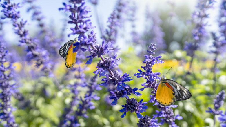 Butterflies resting on lavender blooms
