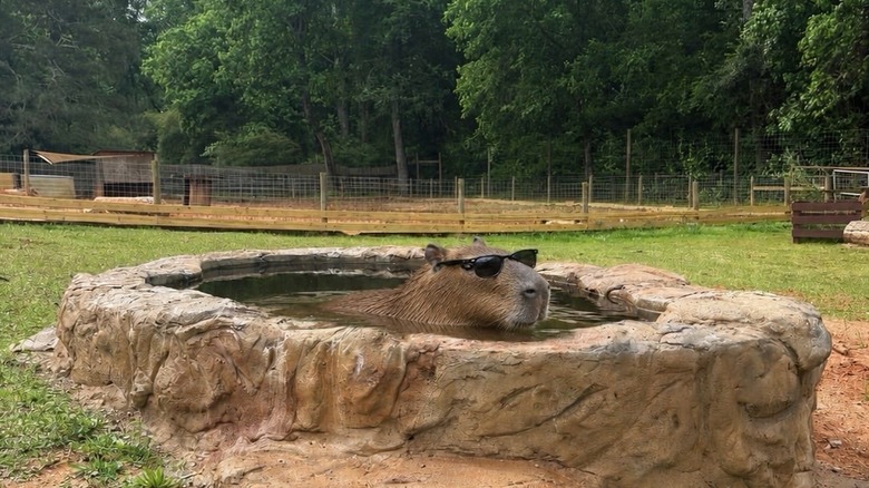 A capybara wearing sunglasses in custom granite pool at Georgia Untamed Zoo
