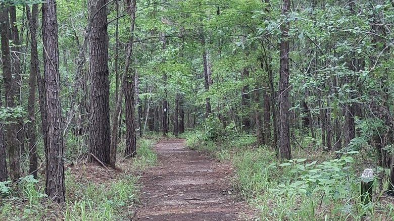 Trail inside Mistletoe State Park in Appling, Georgia
