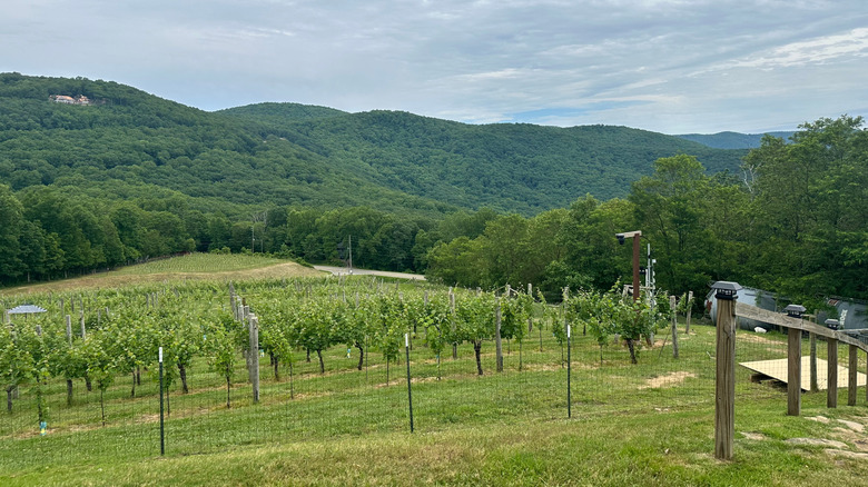 Fainting Goat Vineyards in Jasper, Georgia
