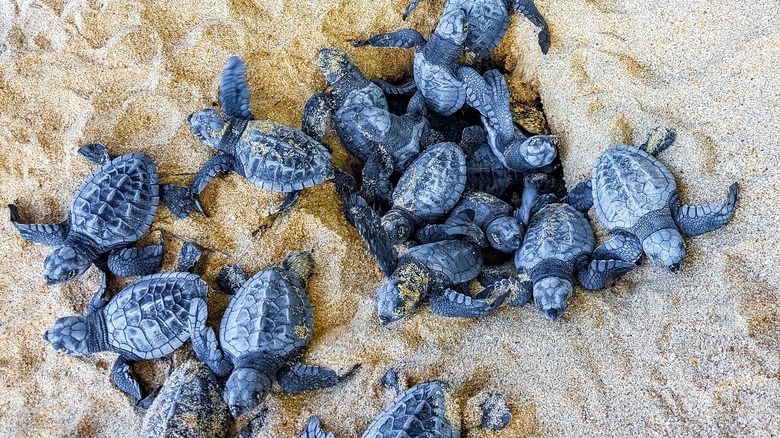 A turtle nest with baby turtles