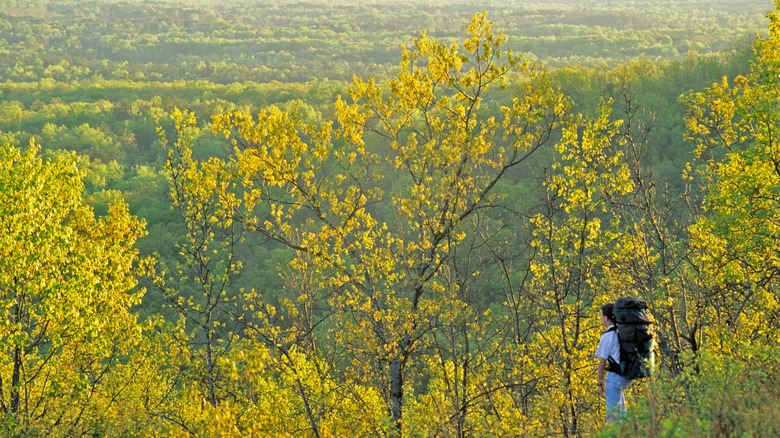 A person backpacking through trees with yellow leaves