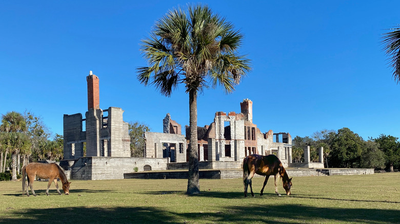 Horses grazing in front of the Dungeness Ruins on Cumberland Island, Georgia