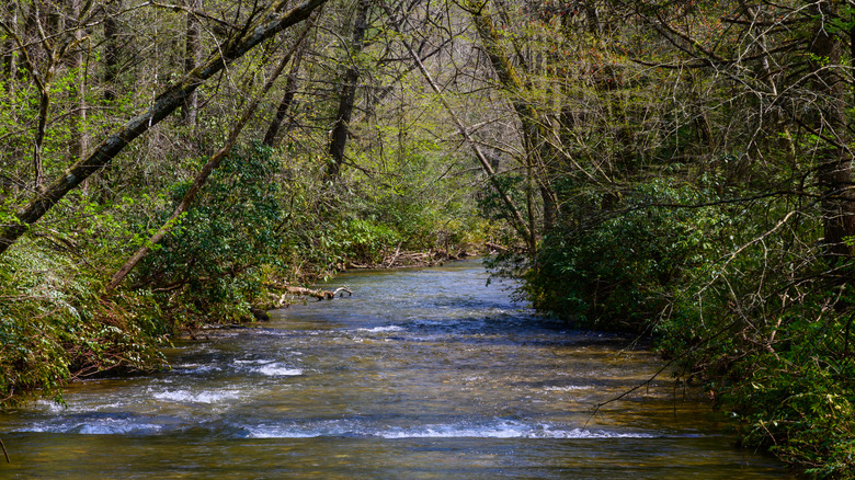 Dukes Creek in Smithgall Woods State Park