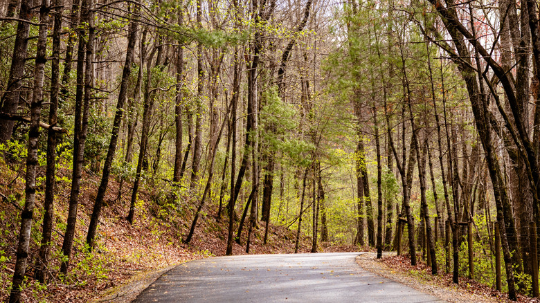 A path in Smithgall Woods State Park