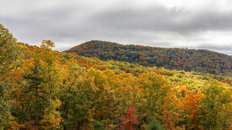 Fall leaves on the mountains of Blue Ridge, Georgia