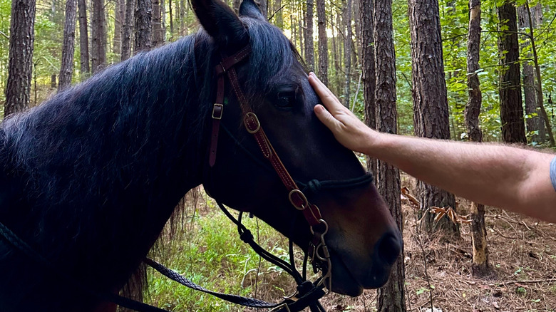 A person stroking a horse down its nose in a forest in Milton, Georgia.