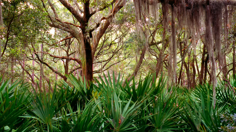 Live Oak, Saw Palmetto, and Spanish moss on the barrier island of Little St. Simons Island in Georgia