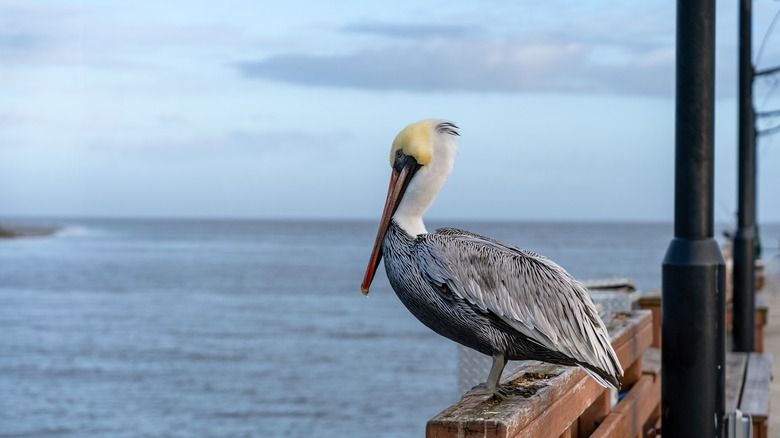 Gould Inlet's resident fishing on the pier