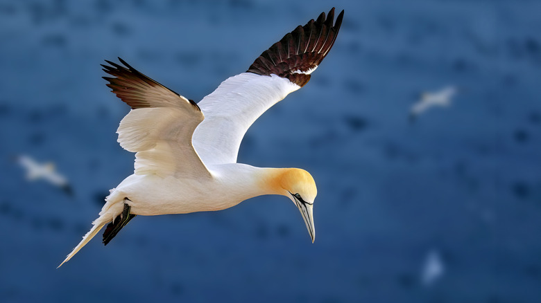 The Northern Gannet, one of Gould's Inlet most fascinating birds
