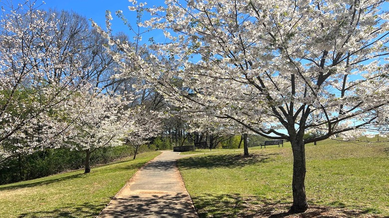 Cherry blossoms in Blackburn Park, Brookhaven, Georgia