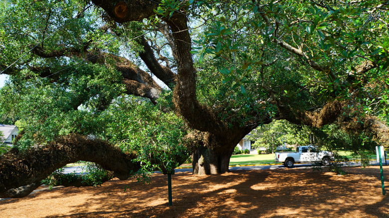 The Big Oak in Thomasville, Georgia during the day.