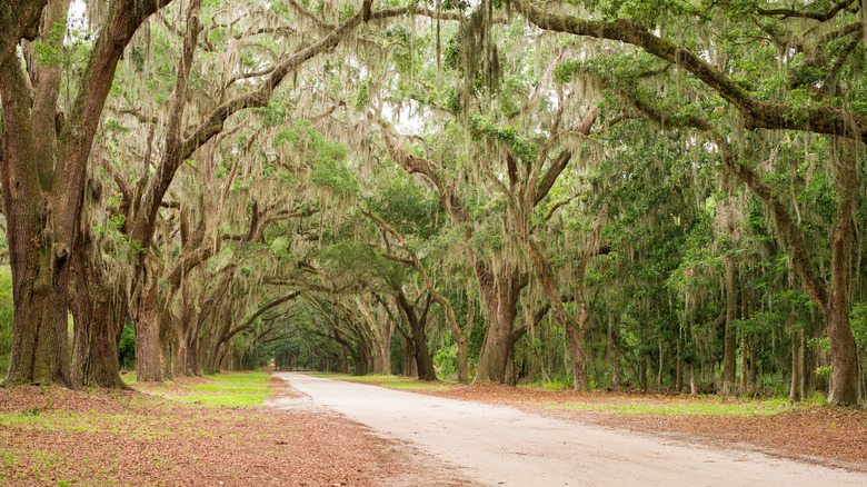 Oak trees covered in moss along country lane