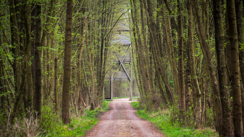 Müritz National Park, beech forest