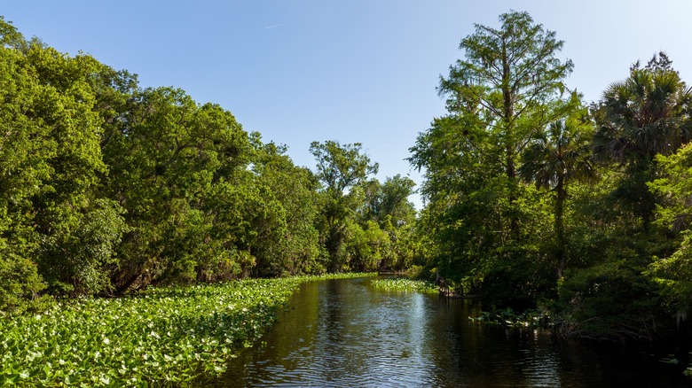 Wekiva River by Wekiva island 