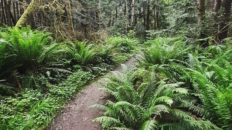 Ferns adorning a hiking trail at Gibbs Lake Park