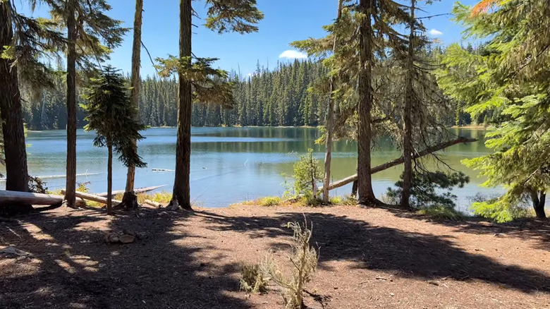 View across Yoran Lake and conifers on the shore in Oregon