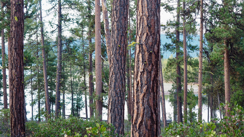 Trees at a campground at Wickiup Reservoir