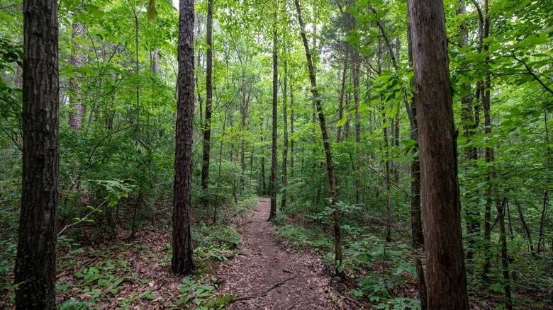 Dirt path winding through the forest at Latta Nature Preserve, on the shore of Mountain Island Lake, North Carolina