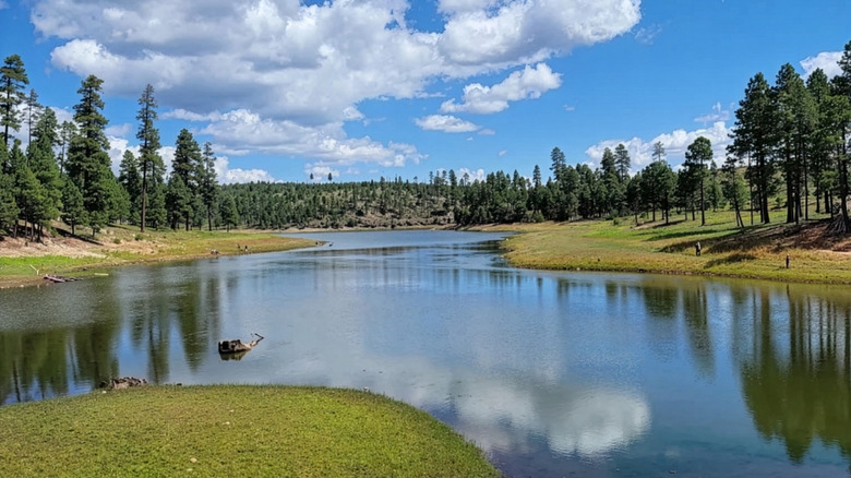 A grove of Ponderosa Pine trees stand beside a clear, calm lake, reflecting in the water beneath partly cloudy skies