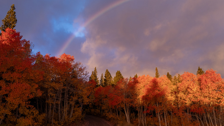 Vivid fall colors under a rainbow in the Virginia Lakes Basin in California's Eastern Sierra