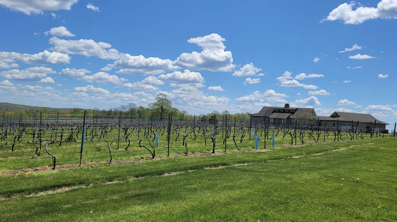 Rolling vines at Cassidy Hill Vineyard