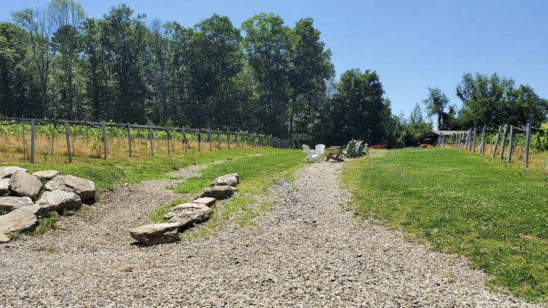 Taylor Brook Winery in the sun