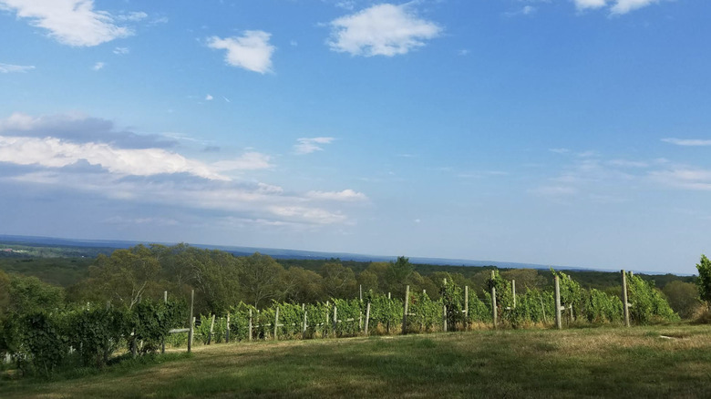 Rolling vines at Sharpe Hill Vineyard
