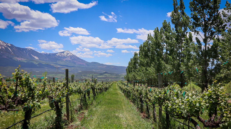 View of a green vineyard in Paonia, framed by trees on the right-hand side and mountains on the left