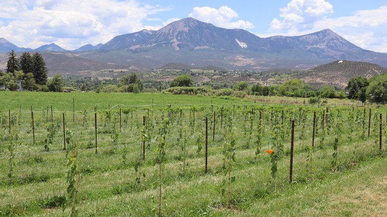 Vineyard in front of mountains in Paonia, Colorado