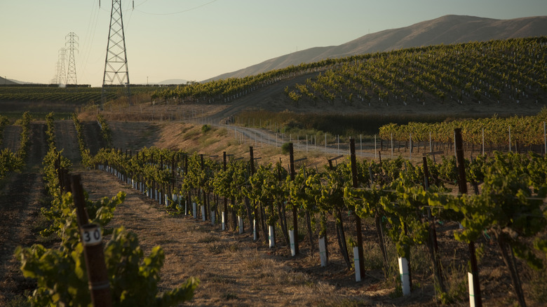 Vineyards in Edna Valley, California