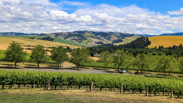 Vineyards in Walla Walla County, Washington state, with the Blue Mountains of the Pacific Northwest in the background