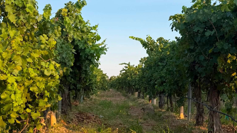 Grape vines at the Rio Grande Winery in Las Cruces, New Mexico
