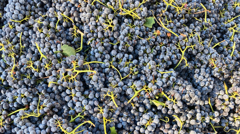 A bundle of wine grapes with green stems and leaves.