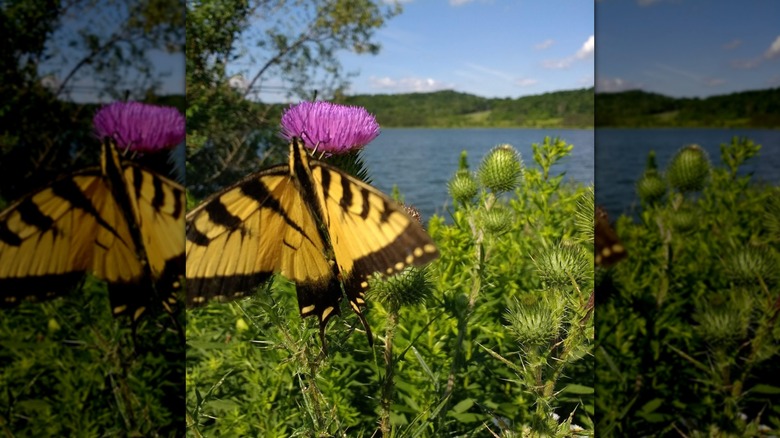 Yellow and black butterfly perched on a purple thistle flower by the shore of Beechwood Lake, Pennsylvania