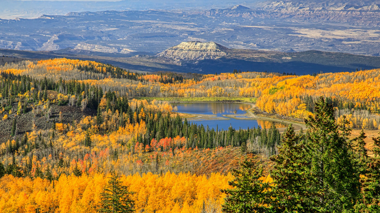 A view across golden yellow and orange fall foliage around a lake from Grand Mesa