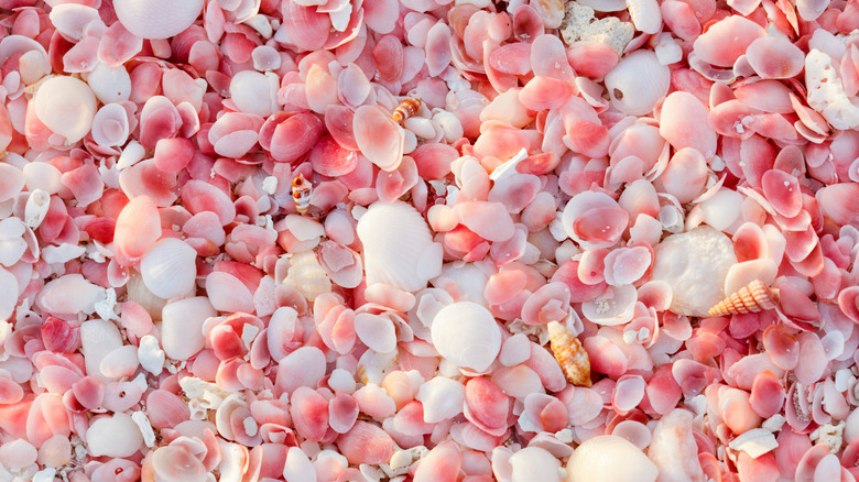Close up of pink and white shells that give Pink Sand Beach Barbuda its signature color
