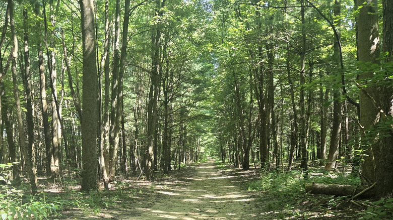 A trail through the woods at Goodyear Heights Metro Park in Akron, Ohio
