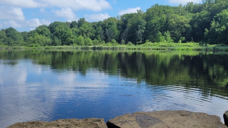 A scenic view of Alder Pond at Goodyear Heights Metro Park
