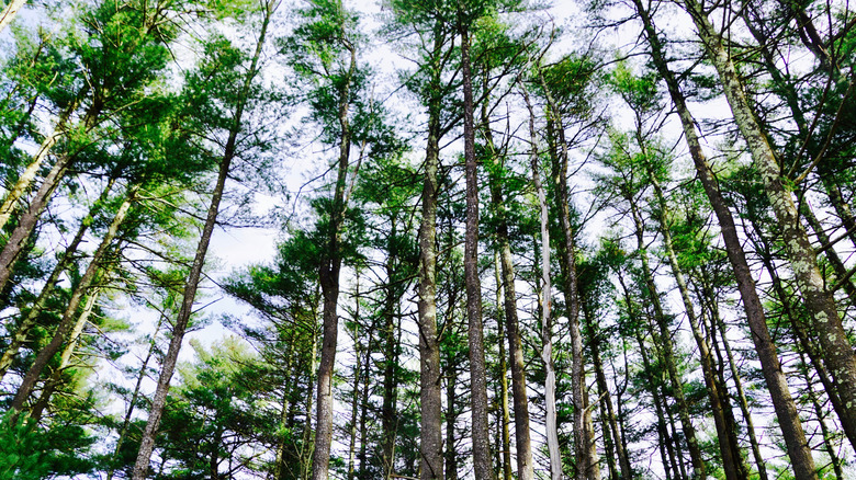 towering trees in a protected forest in West Greenwich, Rhode Island