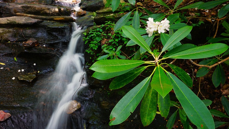 Mountain flowers near a waterfall at Fort Mountain State Park, Georgia