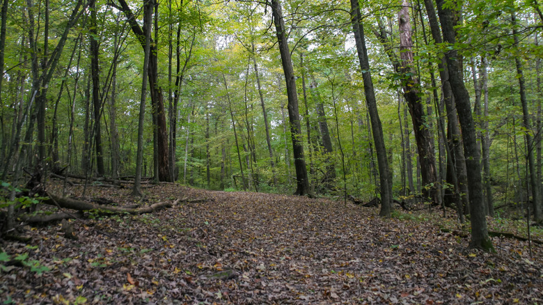 a trail within the dense canopy of Governor Dodge State Park in Wisconsin