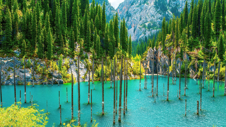 Trees surrounding the pristine blue waters of Lake Kaindy in the Almaty Region of Kazakhstan